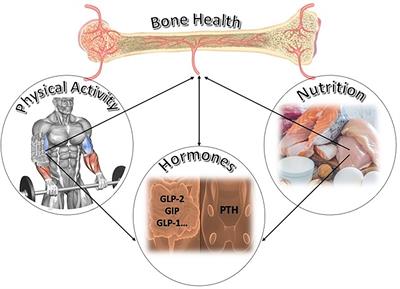 The Impact of Diet and Physical Activity on Bone Health in Children and Adolescents